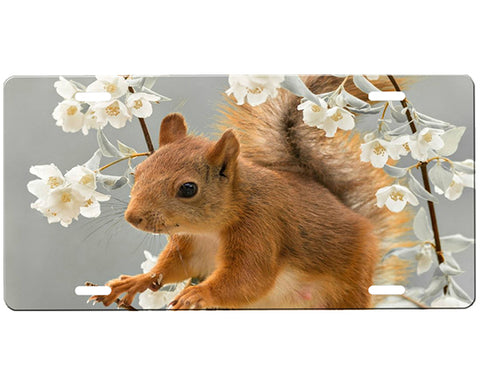 Squirrel License Plate